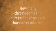 How many daughter cells are produced in the mitosis?