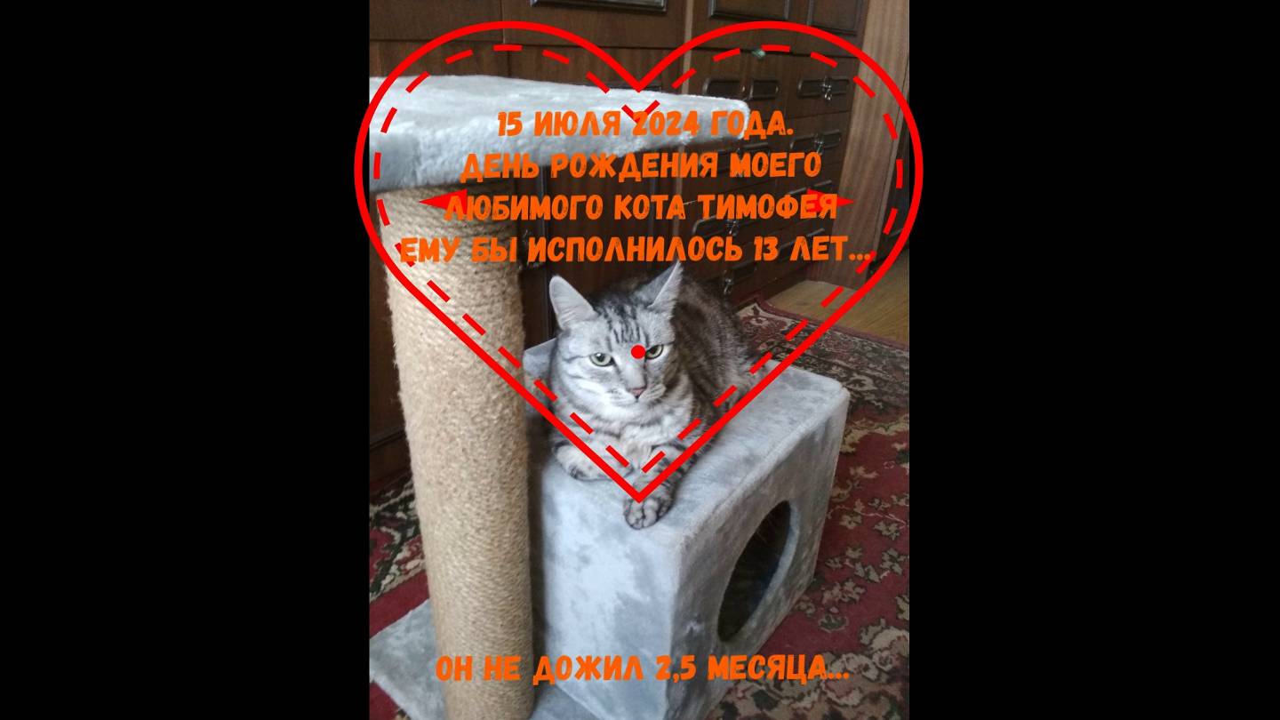 Дмитрий TV. 15 Июля 2024 года. День Рождения Моего Любимого Кота Тимофея. Он Не Дожил 2,5 Месяца.