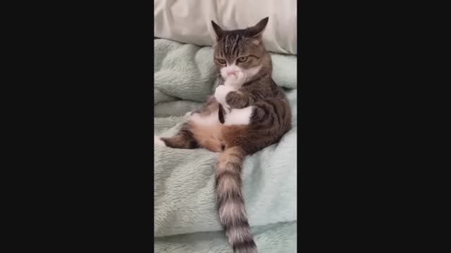 Смешные питомцы #30