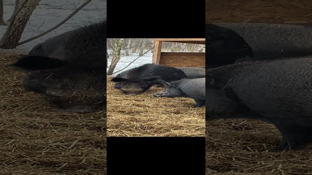 15-12-2024 Охота на кабанчика