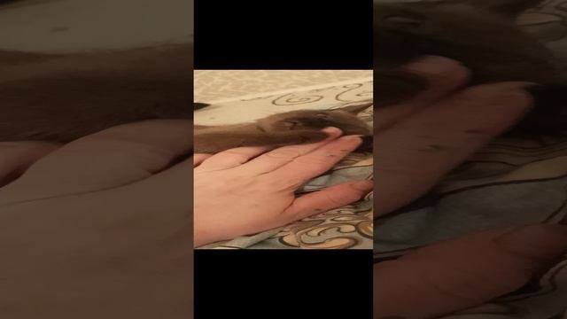 Семейная идиллия