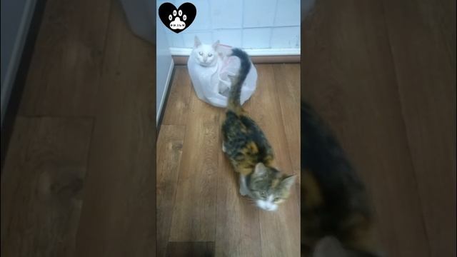 Подарочки!