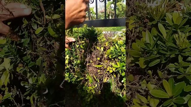 Parasite Leaves a virus plant #densshowtime