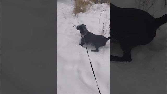 🐾 "Зимняя радость: Черный лабрадор в снежном купании"