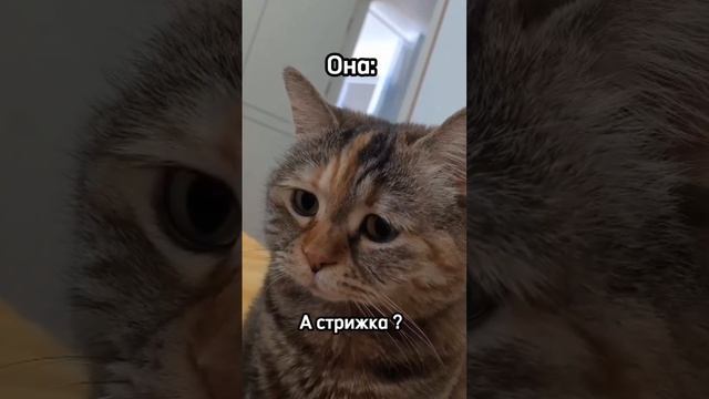 Когда жена пришла от косметолога - смешной прикол