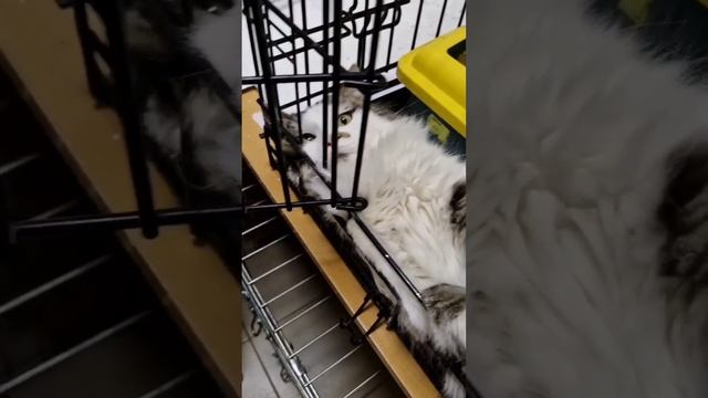 Кошка Муся ищет Дом