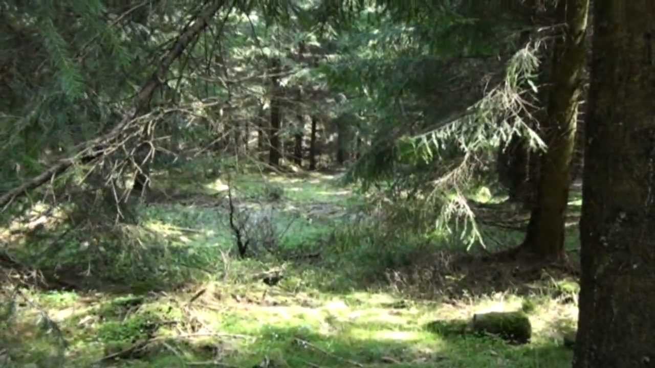 Peaceful forests where once the Battle of the Bulge raged.