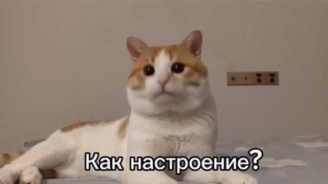 смешные коты. и кошки