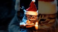 Новогодний котик 🐾