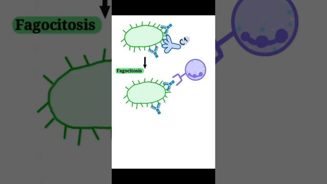 Inmunoglobulina G #medicina