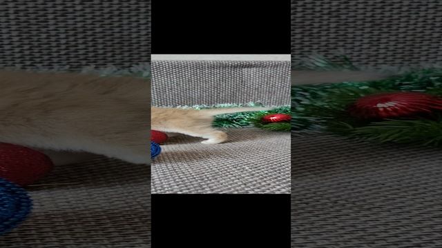 британские котята