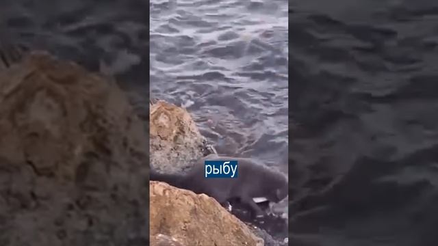 Коты научились ловить рыбу ... на хлеб!