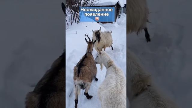Неожиданное появление.