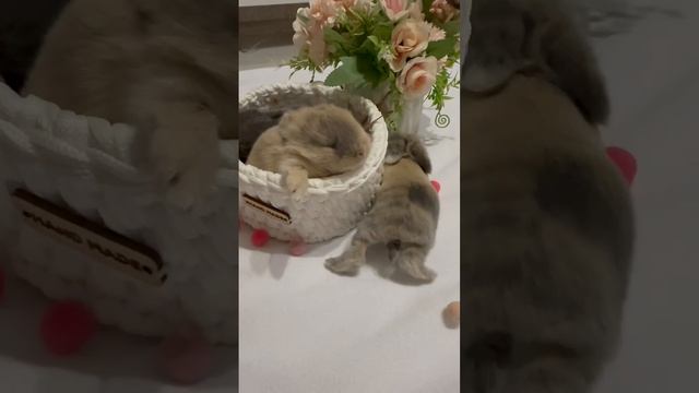 1000018210.mp4