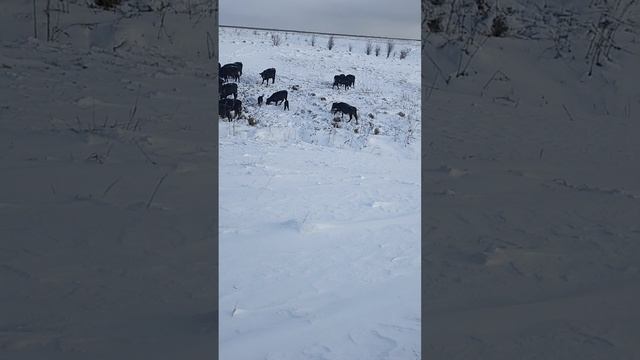 Абердин Ангусы отел на пастбище