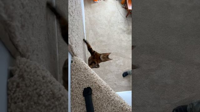 Кото комната