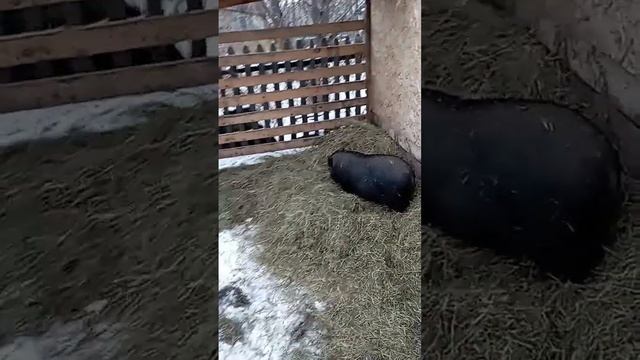 ВЪЕТНАМСКИЕ СВИНКИ В ПЕРВЫЕ МОРОЗЫ - 20! КАК СЕБЯ ЧУВСТВУЮТ В ОТКРЫТОМ ВОЛЬЕРЕ.