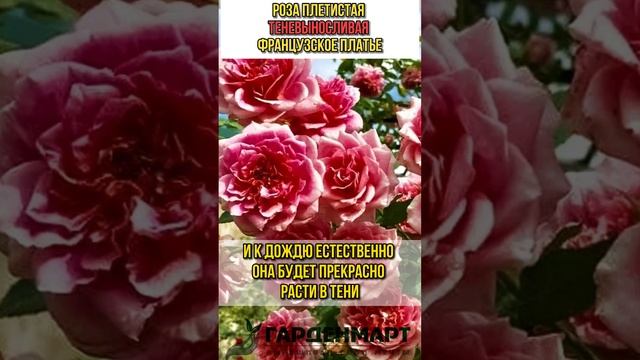 🥵Жаростойкие и 😎тенелюбивые розы🌹 / Гарденмарт