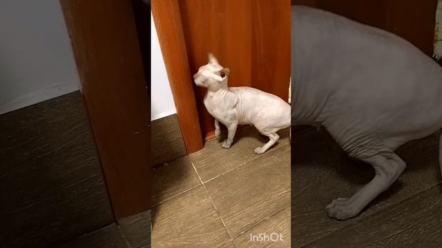 Серьëзные отношения.