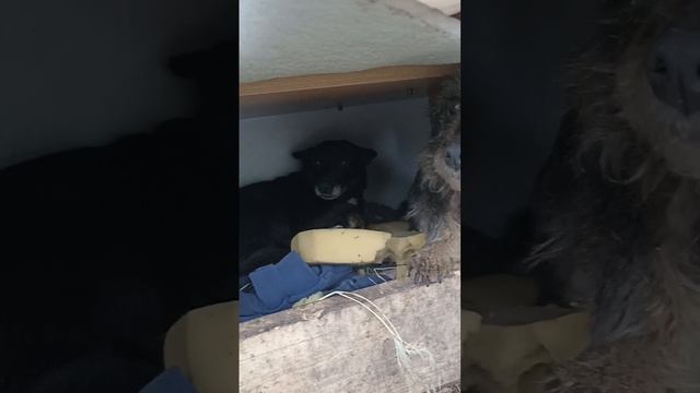 ищем дом двум девочкам