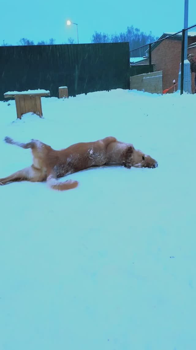 "Пинки в снегу" ❥ Приют в Малинках