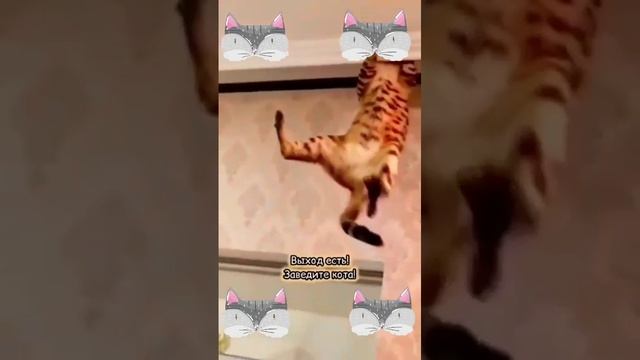 Завести кота