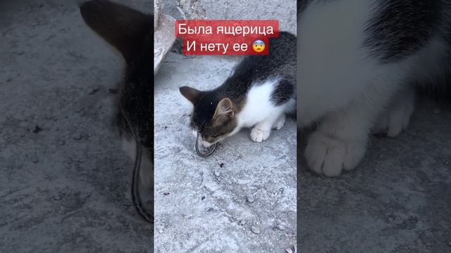Была ящерица и нет ее