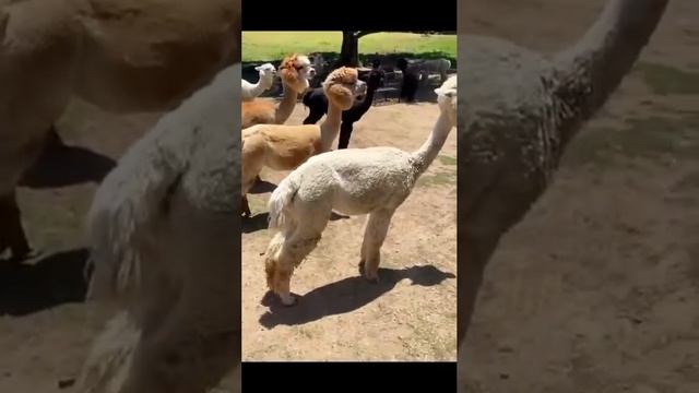 1000004145.mp4