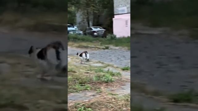 Коты против собак