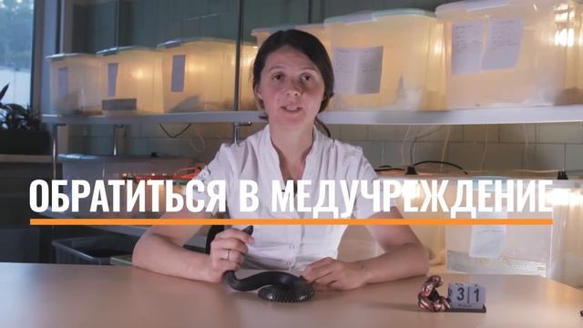 Что делать если вас укусила ГАДЮКА / Первая помощь при укусе гадюки / Змеелов - ученый