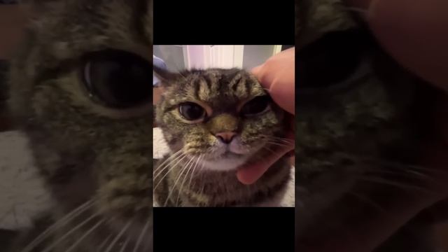 Смех и коты – идеальная комбинация!