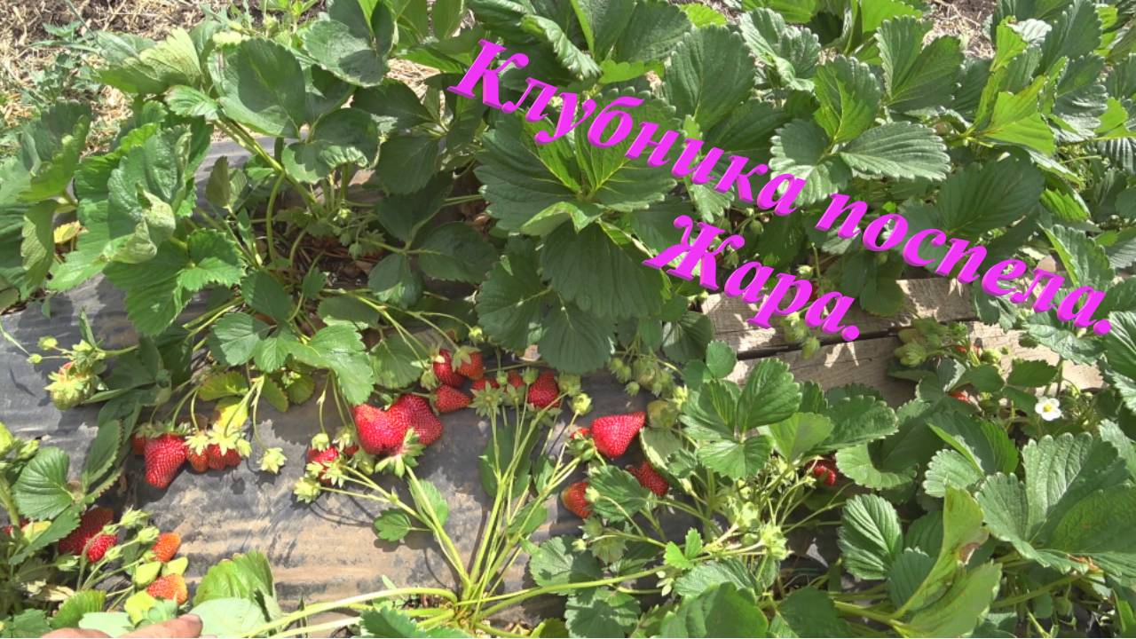 14 выпуск 2 июня 2021 Клубника поспела. Сорт Азия г. Оренбург перезалив