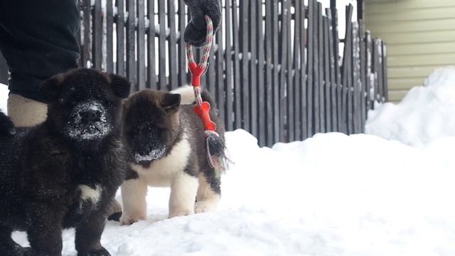 щенок американской акиты кобель