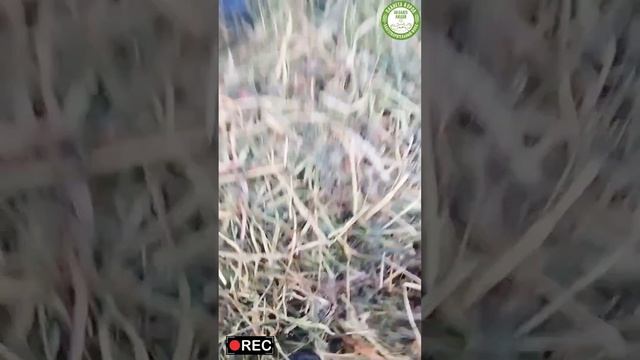 Сенаж для коров