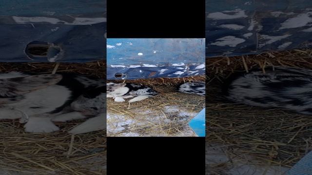 Щенок вельш корги кардиган, окрас мраморный,свободна