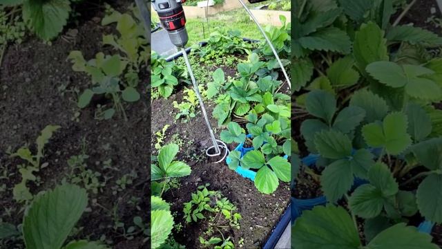 Как использовать венчик для смешивания краски для посадки клубники ?) АСМР видео) #shorts