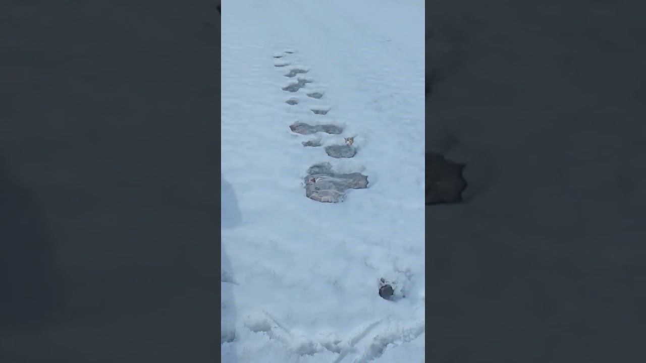 Наступила пора снимать укрывной с клубничных грядок  Красноярск #shots