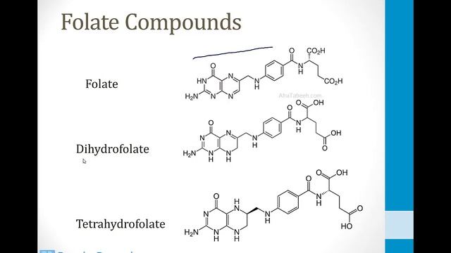 Biochemistry - 1. Molecular Biochemistry - 3. Pyrimidine Metabolism atf