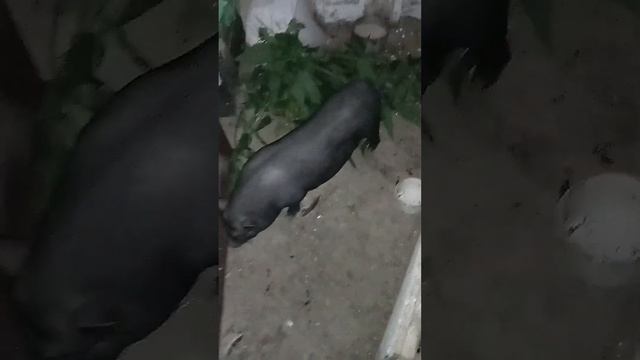въетнамская свинка Пеппа у нас пополнение, уррааа!