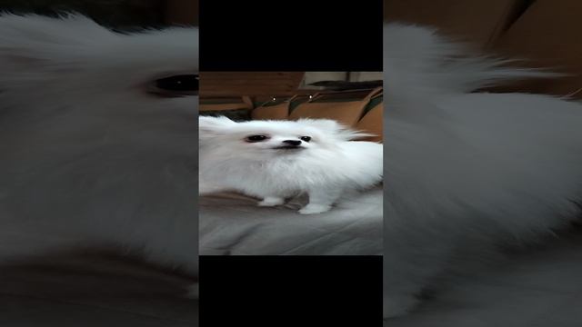 VID_20241215_150343.mp4