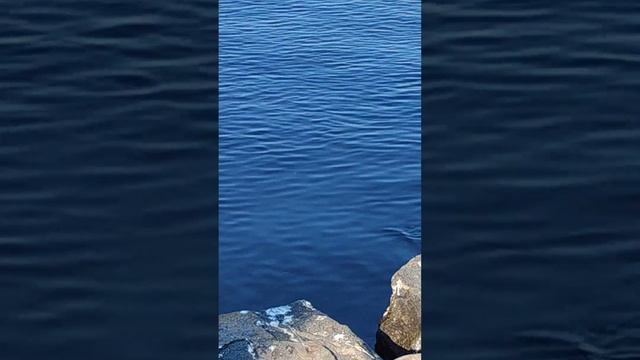 Нерпы ладоги