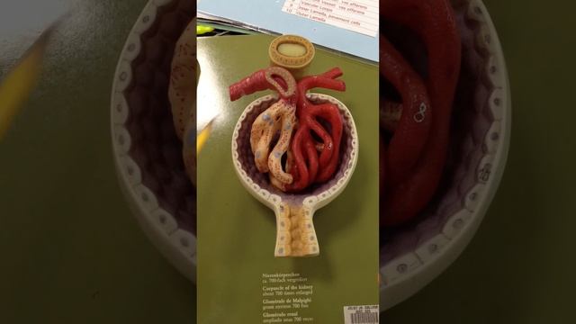 Practical of Nephron.MOV