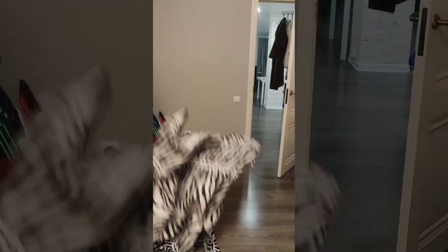 ЦЫГАНСКИЕ ФОКУСЫ