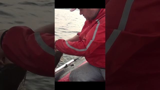 сом на квок!еще одно интересное видео с моего канала