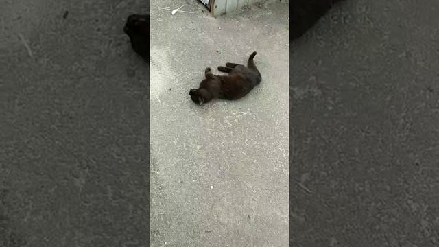 Местная Багира