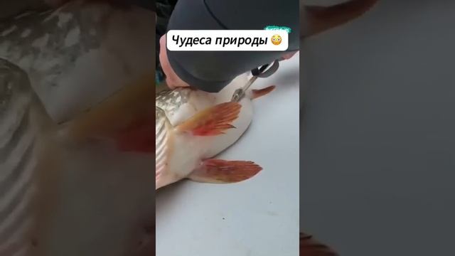 не может быть))).mp4