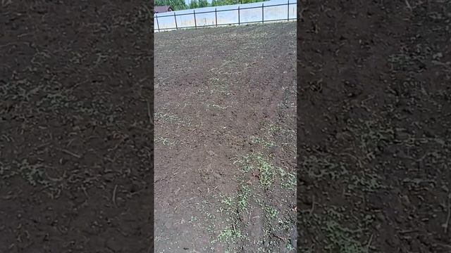 Сидерат горчица взошла #shots