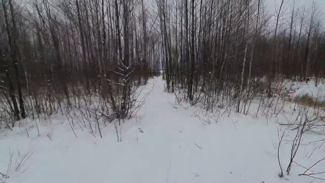 Озеро Чёрное, пешая прогулка. Meschera! Walk to the Black Lake.