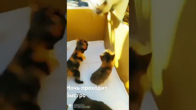 лето проходит быстро
#лимондляжизни #я #летопроходитбыстро!