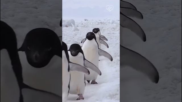 Пингвинчики спешат по своим делам